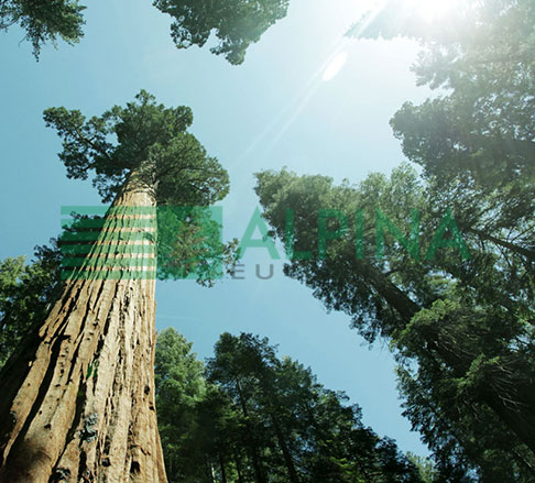 Eucalipto e Meio Ambiente